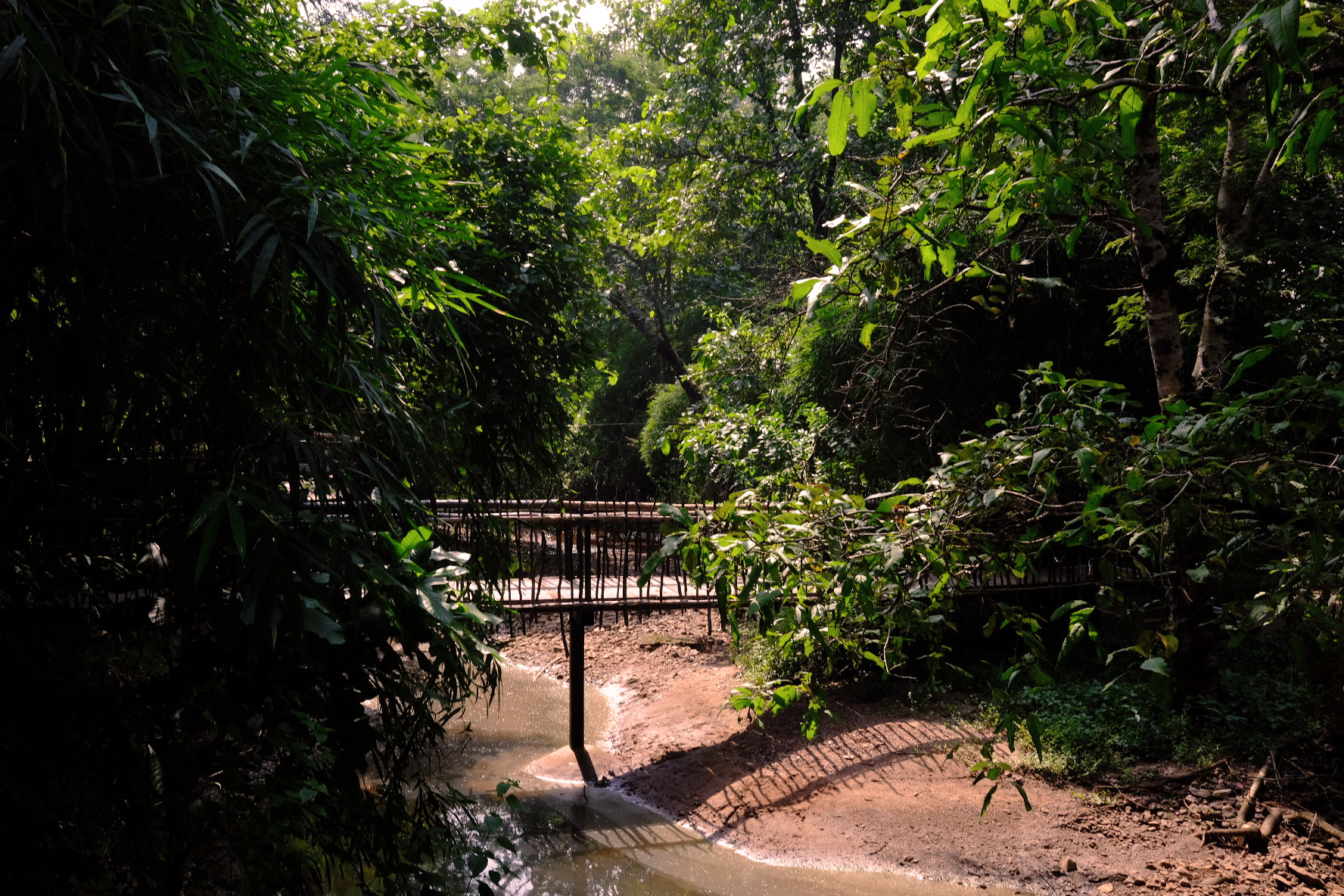 A rustic wooden footbridge crossing a shallow stream, nestled deep within a thick, sun-dappled forest with lush foliage and bamboo.