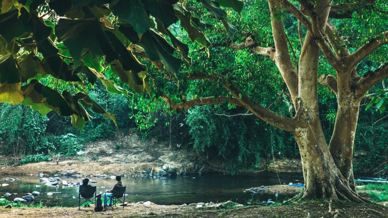 A couple and their dog sitting by a river under a massive, ancient tree.